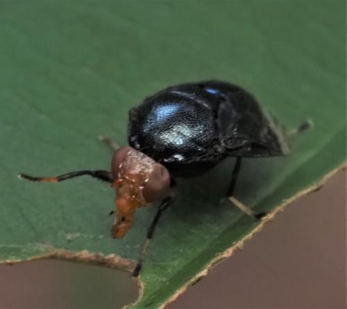 Naupoda sp.